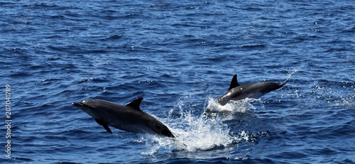 dolphins playing in the ocean