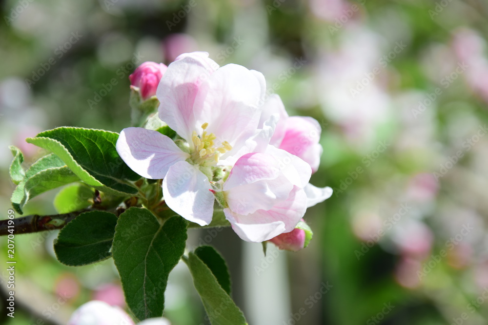 Blüte des Apfelbaumes, Blütezeit in Südtirol Blüte des Apfelbaumes, Blütezeit in Südtirol