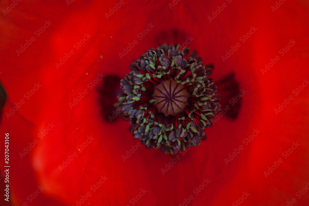 wild poppies - remembrance day, Anzac day wild poppies - remembrance day, Anzac day