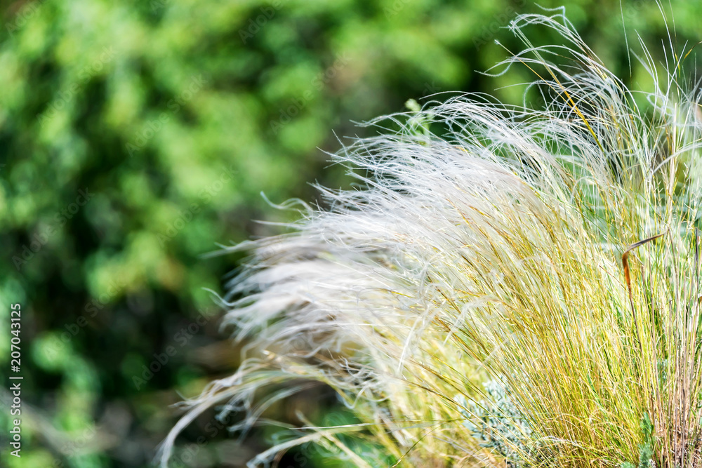 Obraz premium Silver feather grass swaying in wind in steppe