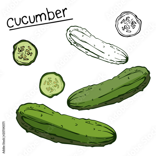 Vector image. Green cucumber and slice, linear, contour