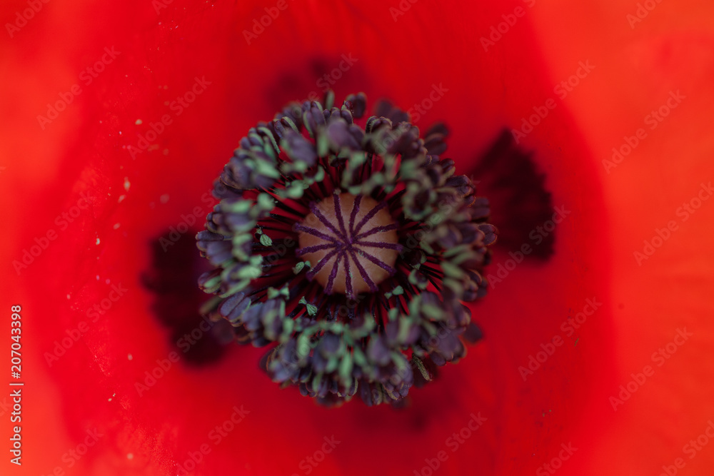 wild poppies - remembrance day, Anzac day wild poppies - remembrance day, Anzac day