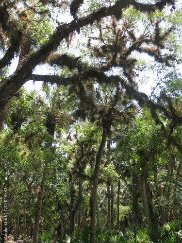 Urwald in Florida