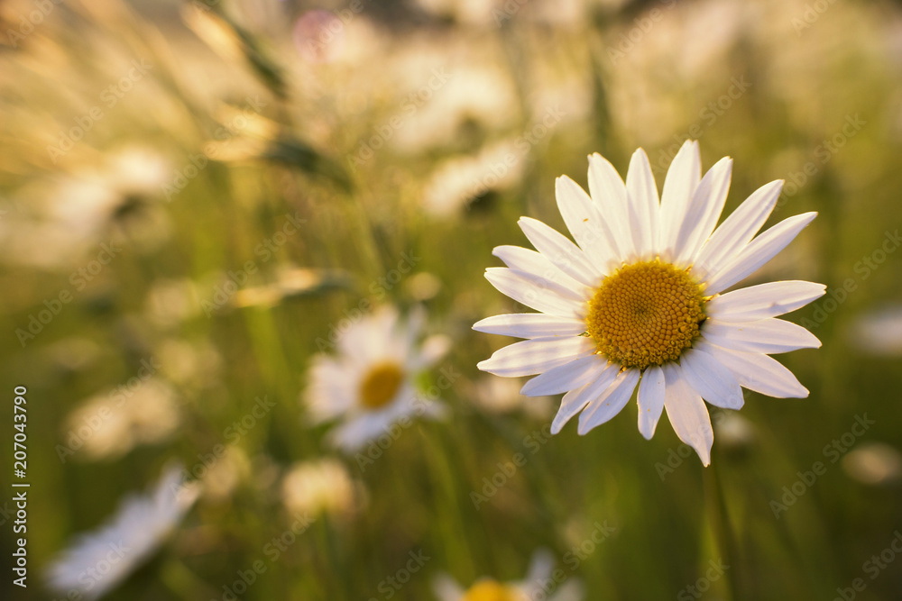 Obraz premium chamomile in the meadow sunny colorful floral background