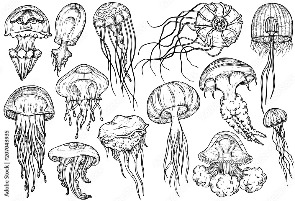 Obraz premium Ręcznie rysowane zestaw meduzy. Kolekcja morska.