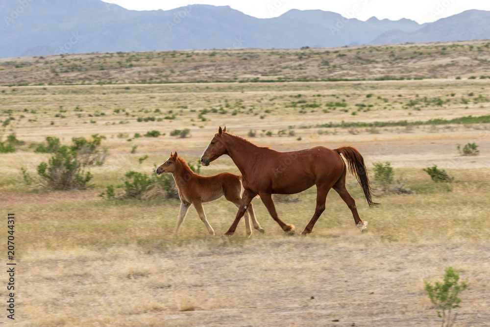 Fototapeta premium Wild Horse Mare and Foal