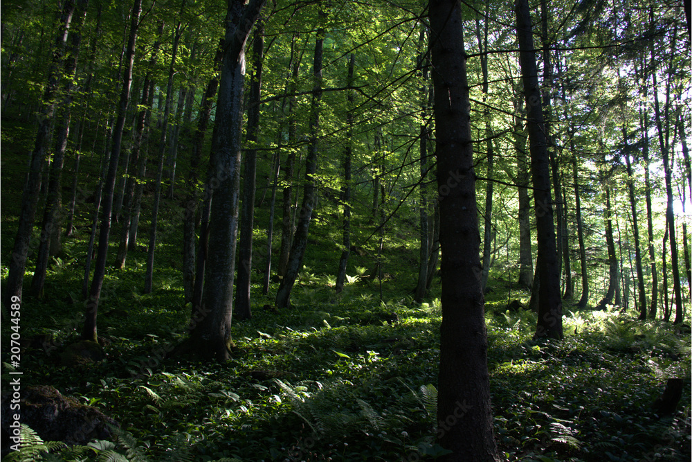 Fototapeta premium Wald in der Abendsonne