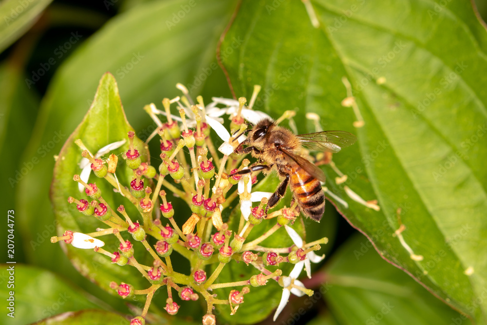 Bee full of pollen collecting nectar Bee full of pollen collecting nectar