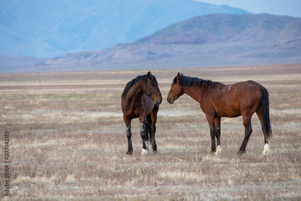 A Pair of Wild Horse Stallions in the Desert
