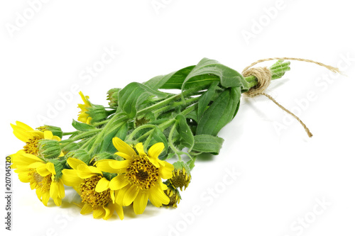 bunch of arnica montana isolated on white background photo