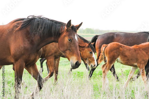 Grazing horses. A herd of horses. Horses in the field