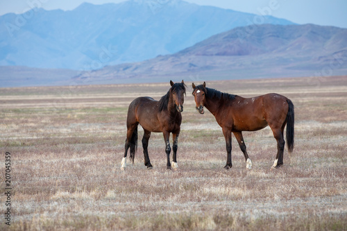 A Pair of Wild Horse Stallions in the Desert
