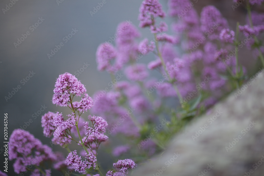 lilac flowers background