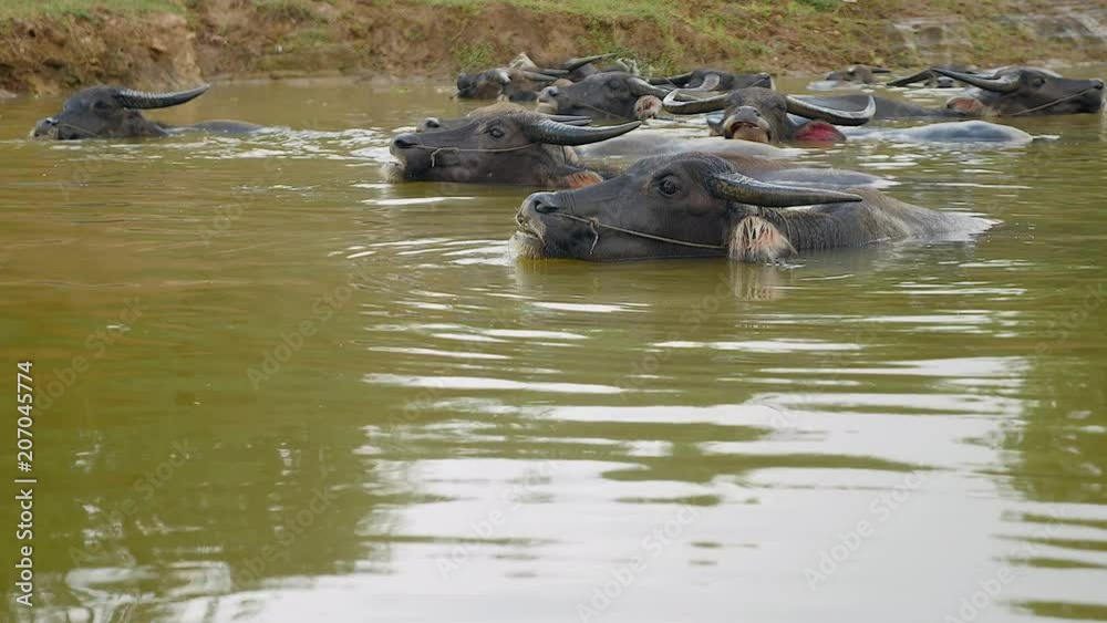 water buffaloes in water during bath time ( close up ) water buffaloes in water during bath time ( close up )