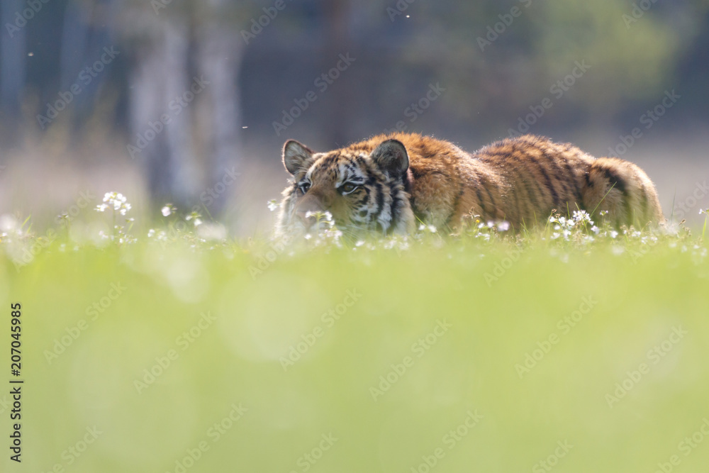 Obraz premium Tygrys na czatach
