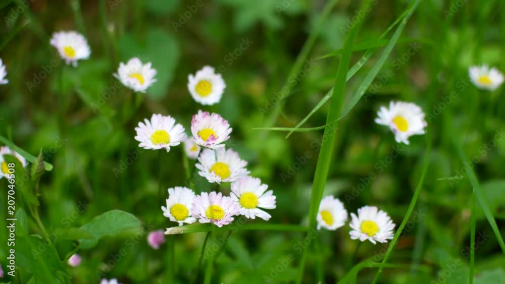 Summer field with white daisies. Summer field with white daisies.