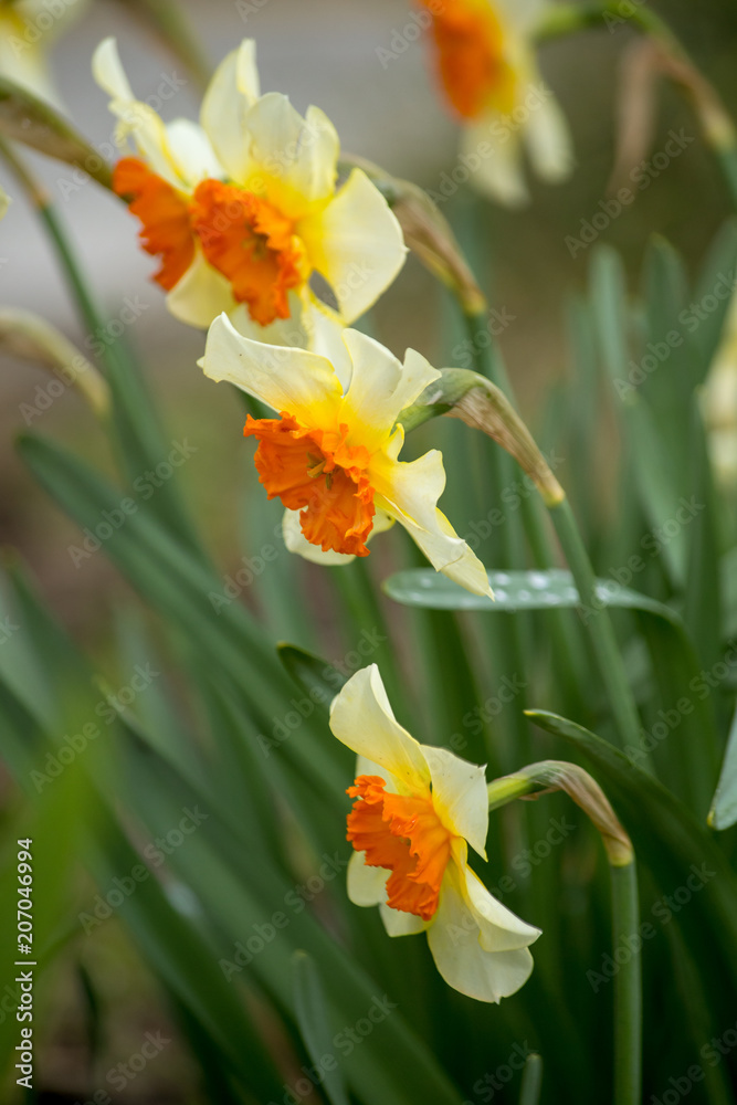 Narcissus white yellow flower macro for background