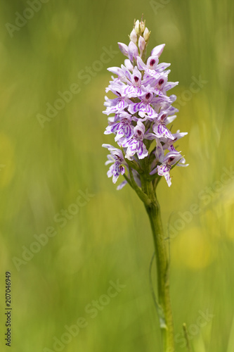 common spotted orchid