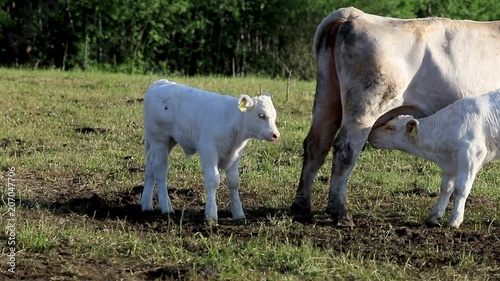 Two white calves one nursing in evening sunlit field.