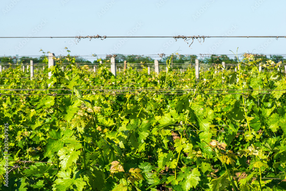 Simple graphic landscape of grape vines.