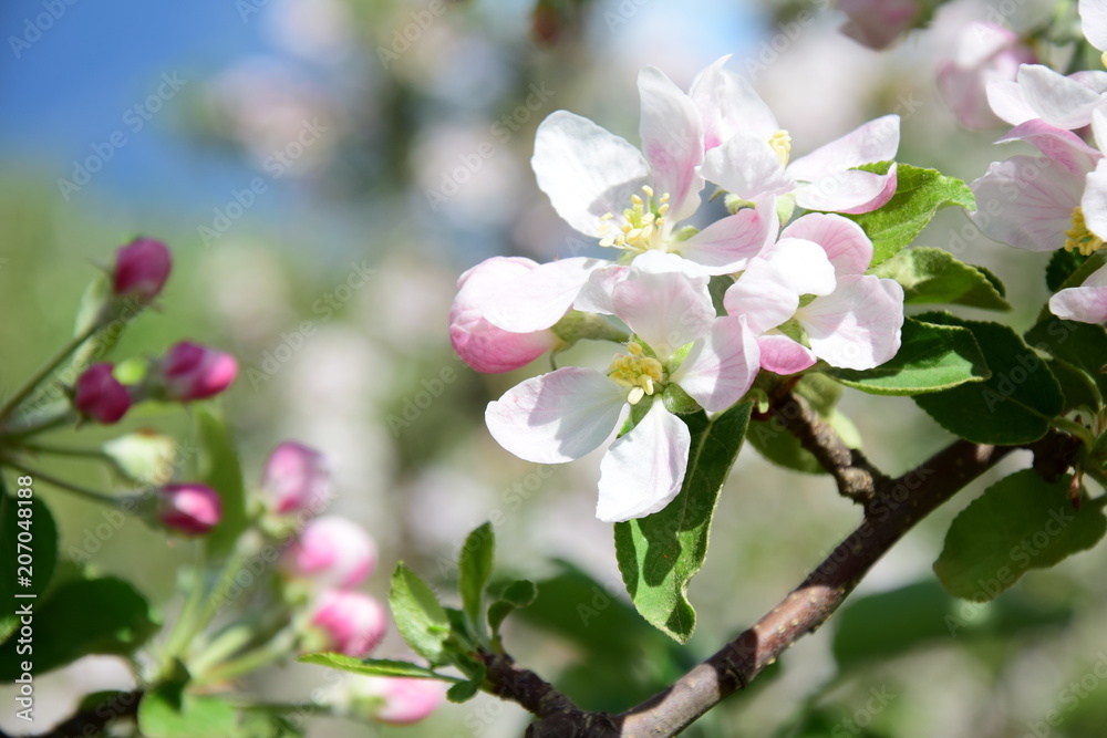 Blüten des Apfelbaumes, Blütezeit in Südtirol