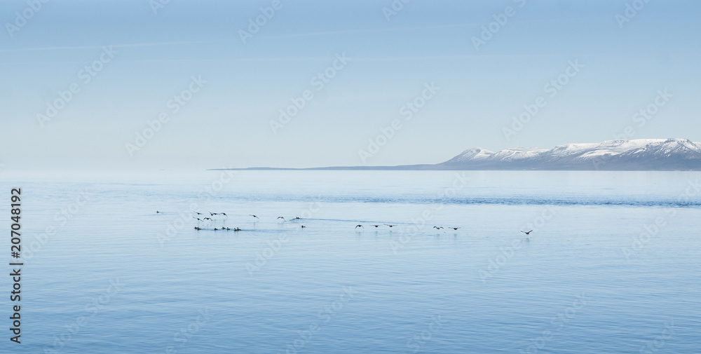 Icelandic landscapes full of green grass, sea and blue sky.