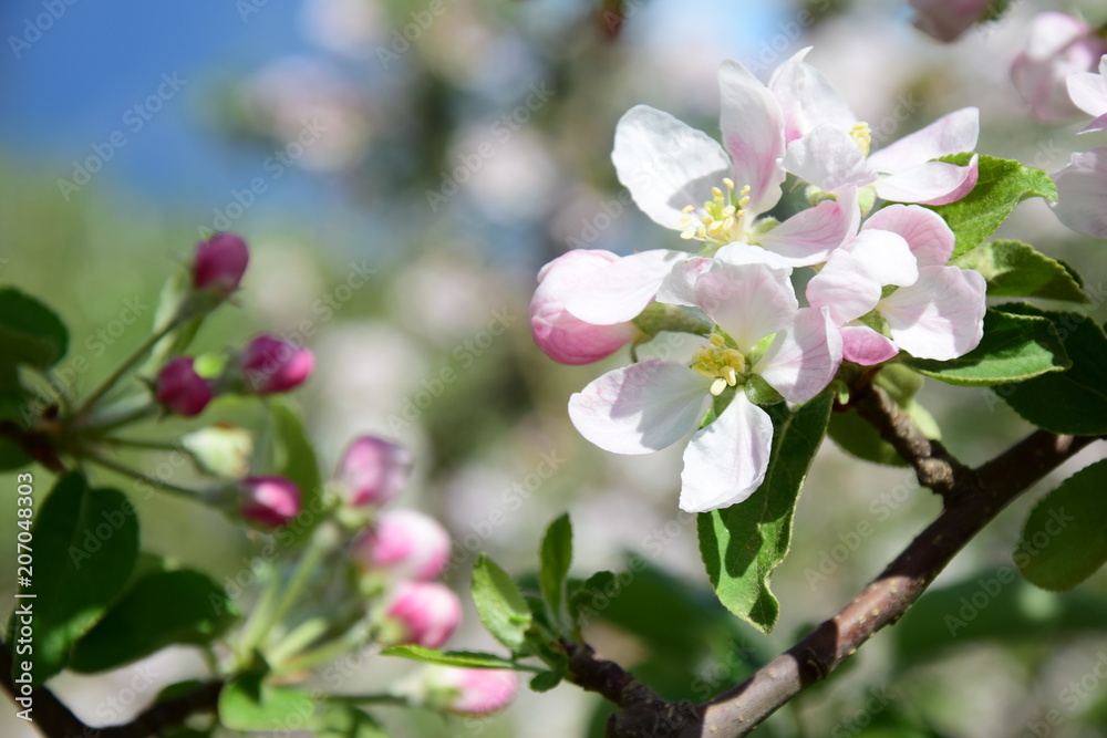 Apfelblüte, Blütezeit in Südtirol Apfelblüte, Blütezeit in Südtirol