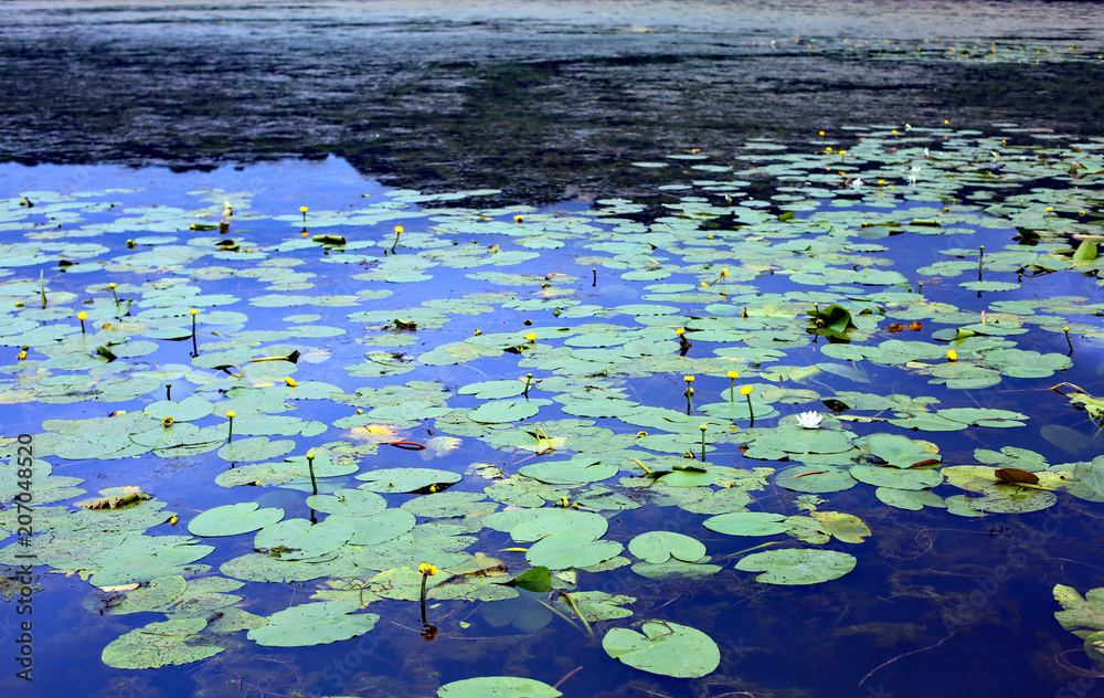 leaves of water lilies floating above the pond water leaves of water lilies floating above the pond water
