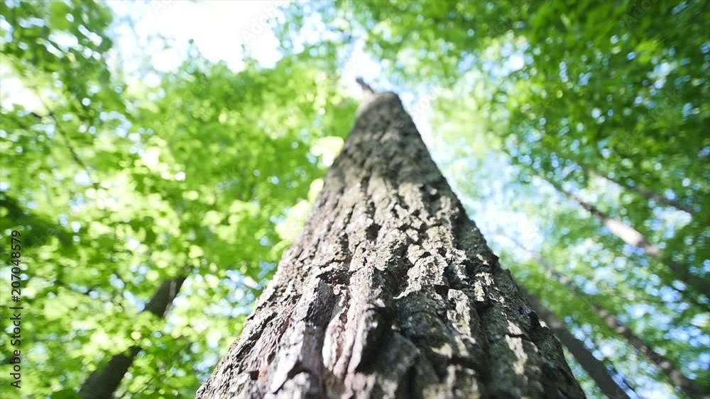 Bark of a tree close-up. Nature background Bark of a tree close-up. Nature background