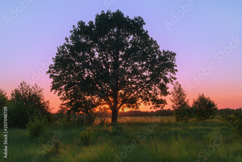 Landscape with oak over spring sunset.