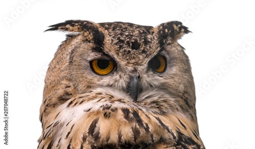 Head of adult Eurasian eagle owl, isolated on white background. The horned owl.