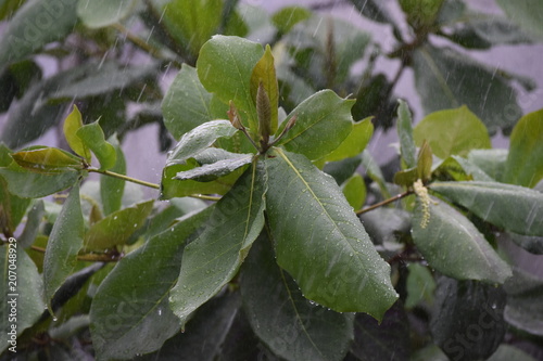 Wallpaper Mural almendro lluvia Torontodigital.ca