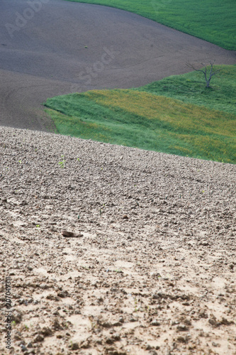 green summer landscape in tuscany, Italy