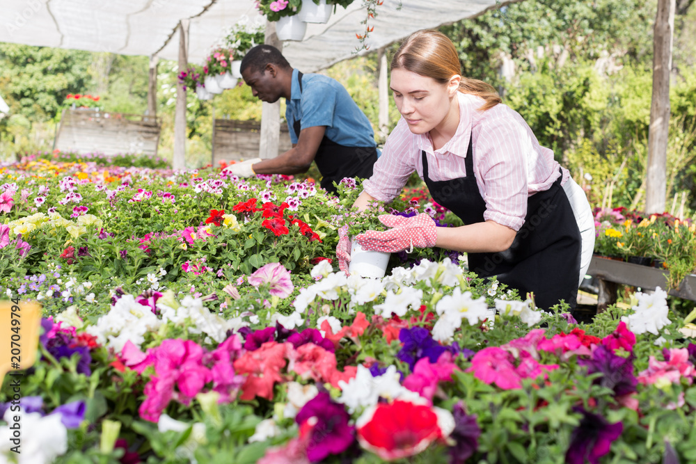 Female worker checking flowers in glasshouse