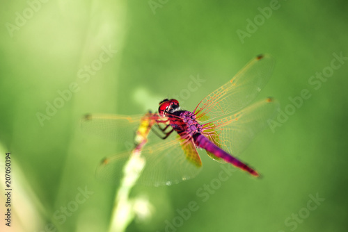 Red Dragonfly on a green background.