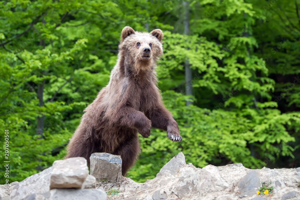 Fototapeta premium Brown bear cub in a spring forest
