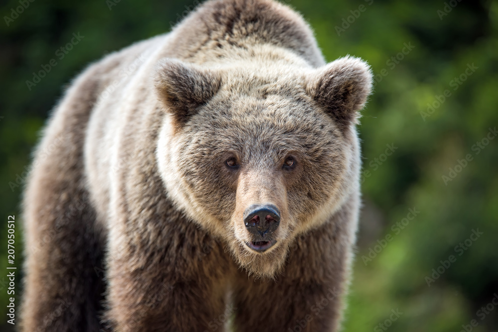 Obraz premium Portret niedźwiedzia brunatnego (Ursus arctos) w lesie