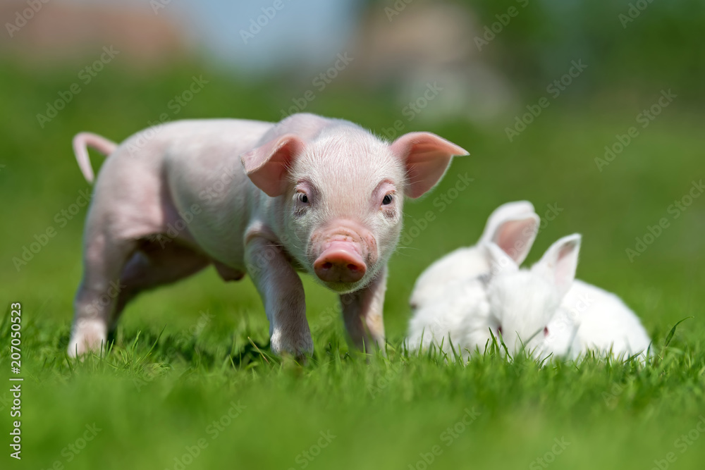 Piglet and white rabbit on spring green grass on a farm Piglet and white rabbit on spring green grass on a farm
