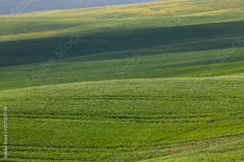 green summer landscape in tuscany, Italy