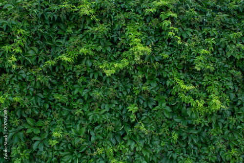 Green texture made of leaves.