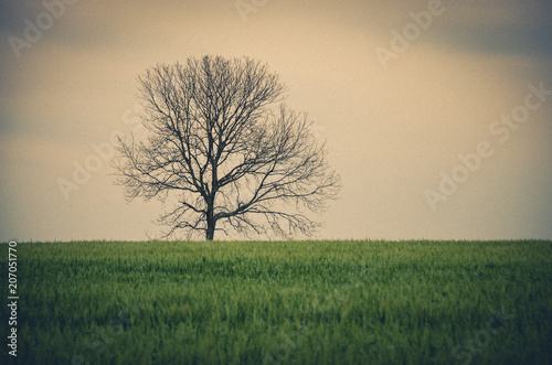 Wallpaper Mural Árvore isolada em meio ao trigo. Torontodigital.ca