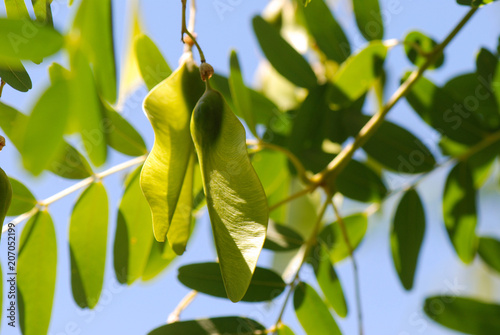 FOLLAJE DE TIPUANA TIPU. BOTÁNICA photo