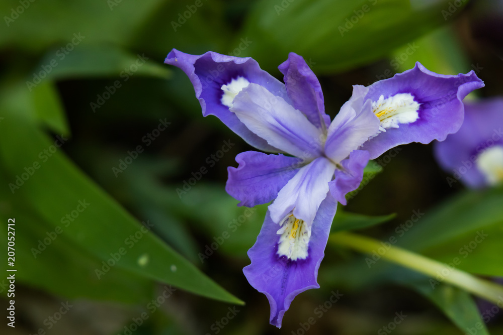 Dwarf crested iris close-up