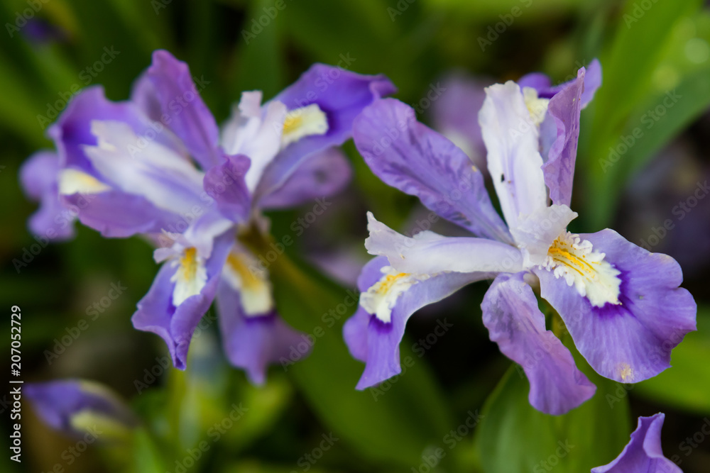 Dwarf crested iris close-up Dwarf crested iris close-up