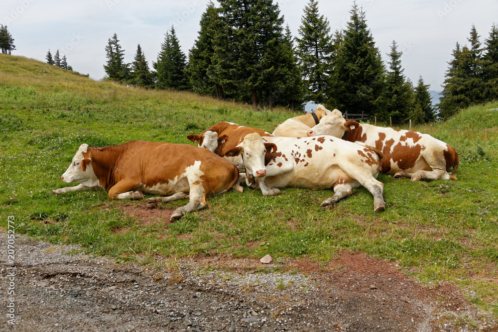 Cow in the pasture - Austria..Kuh auf der Weide - Österreich