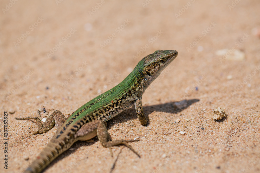 Green Lizard in the sand in the Fasano apulia Italy Green Lizard in the sand in the Fasano apulia Italy