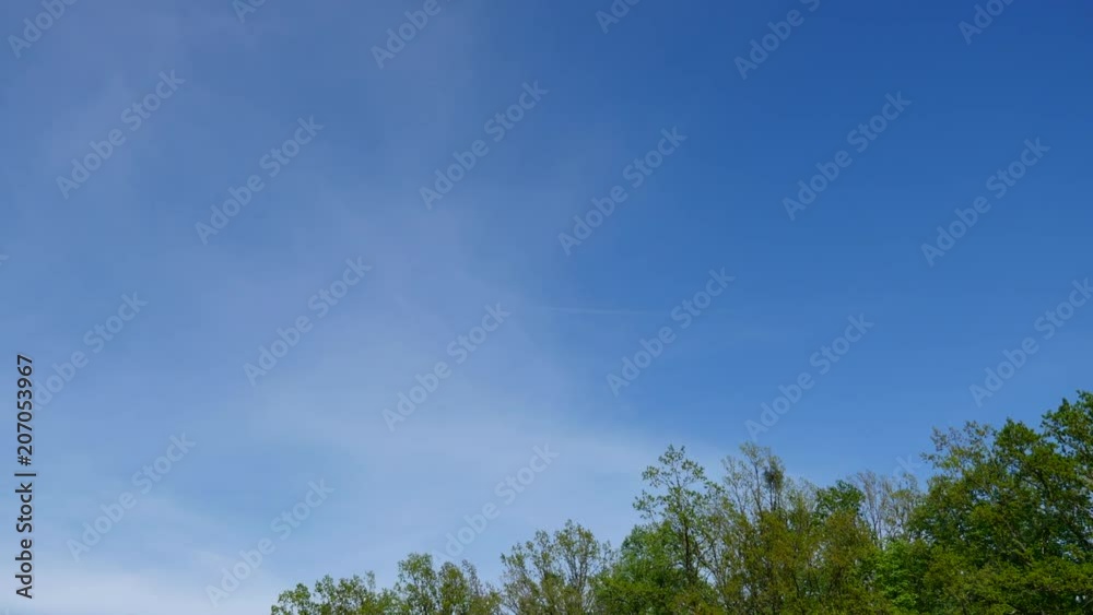 Fresh green trees and blue sky and clouds Fresh green trees and blue sky and clouds