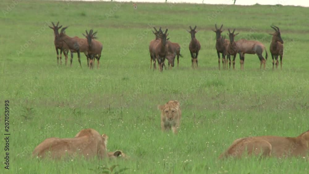 A young lion cub comes back from scaring away some antelopes. A young lion cub comes back from scaring away some antelopes.