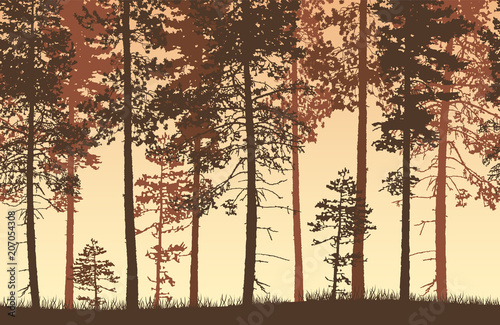 Seamless brown and yellow vector forest landscape with coniferous trees and grassy land.