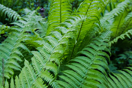 bright green fern leaves large Plenum photo